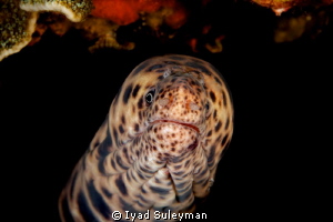 Moray Eel by Iyad Suleyman 